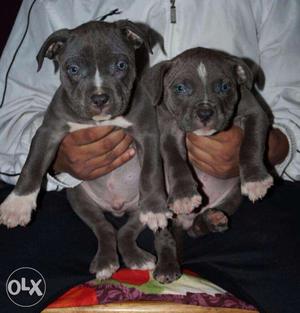 Pet kennel pit bull male n female pups on sell havey