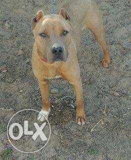 Pitbull male 10 mobth old