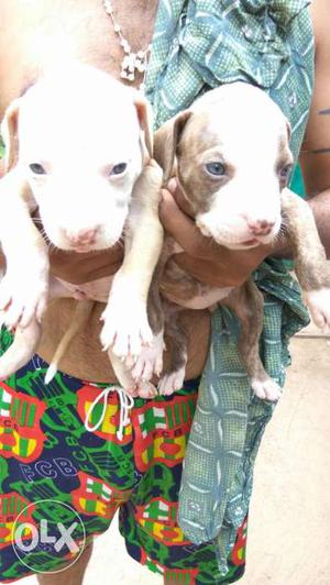 Pittbull puppies 30 days old good quality