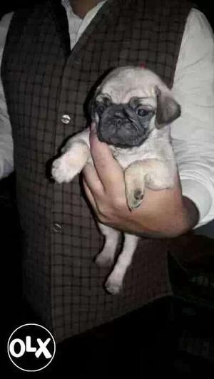 Play full pug pupp we deal all types of breed here