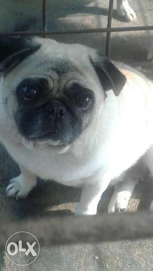 Pug Female Two Years Old