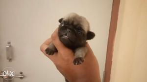 Pug Show Quality Female Puppies for Urgent Sale