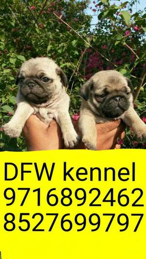 Pug puppies--show quality babies avilable for sell