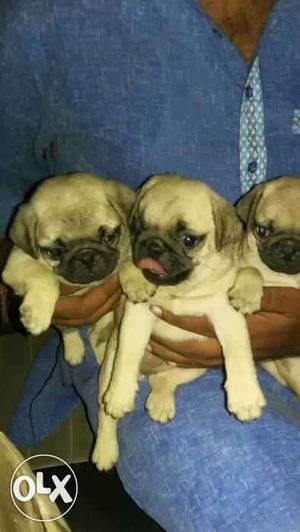 Pug puppies with Charming personality available