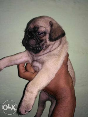 Pug puppys with kci for sale...
