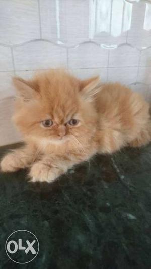 Punch fac Persian Male kitten