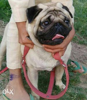 Punch face pug male female puppies available