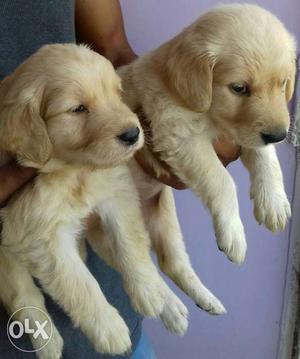 Puppies of golden retriever of 25 days