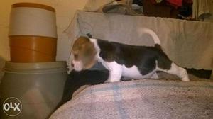 Puppy top kennel sell in good Beagle male female pure breed