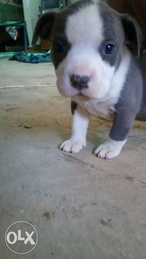 Pure American bully 1 month female with blue eye