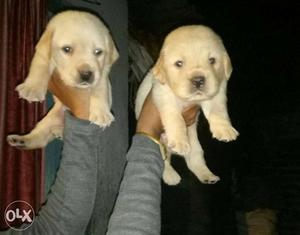 Pure Show Quality Fawn Labrador pupps avlable
