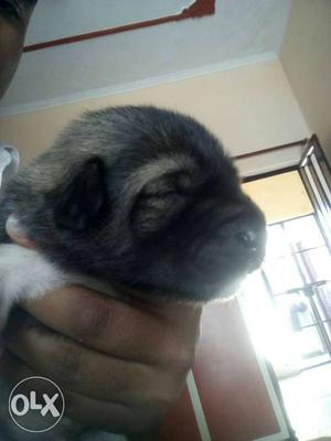 Pure bhotiya male puppy bought from uttarkashi