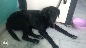 Pure black labra dog very active quick and