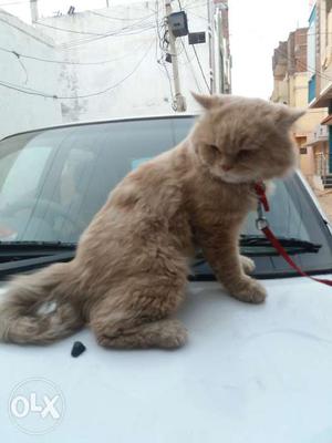 Pure male persian cat.Fully trained and also
