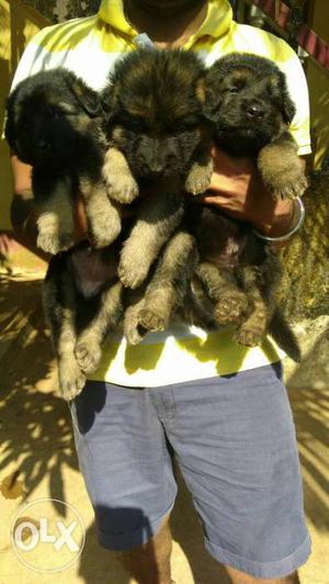 Pure quality GSD puppies