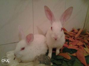 Pure white baby rabbits one month old, healthy