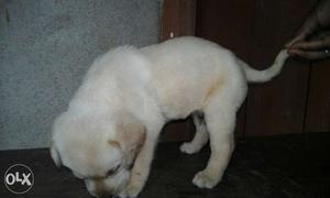 Quality Labrador puppies available at very
