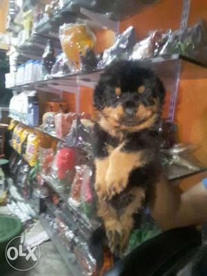 Quality Rottweiler puppies available in vadodara