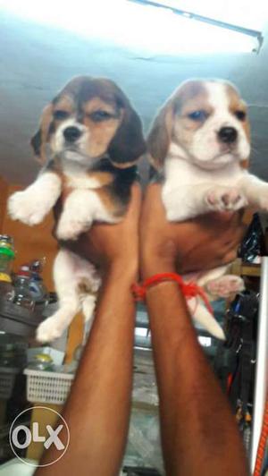 Quality beagle puppy available in low price come