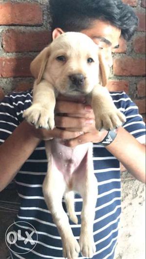 Quality labrador puppies in mumbai up to 45 days