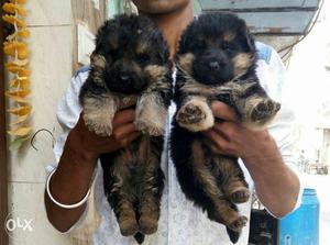Quality which you always german Shepard pups available