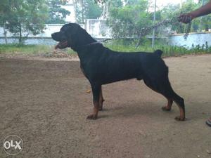 ROTTWEILER Male for Mating