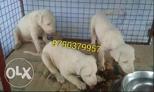 Rajapalayam And Kombai puppy For Available in madurai