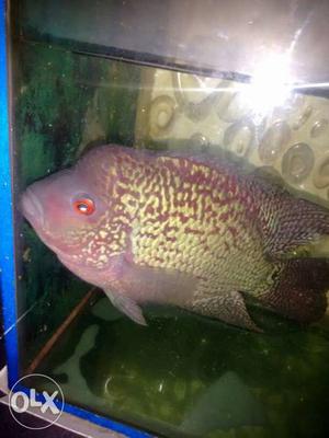 Red And Yellow Flowerhorn Fish