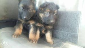 Red Tan And Black German Shepherd Puppies