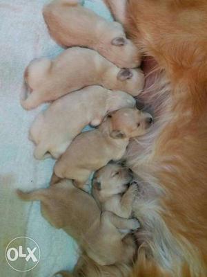 Retriever 6 pups available.. cost 