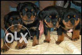 Roatwiller puppy for sell heavy mouth and helthy