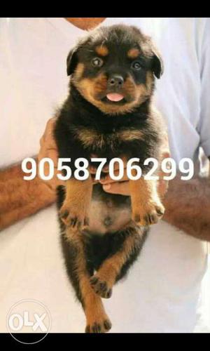 Rottweiler Black And Brown Short Coated Puppies