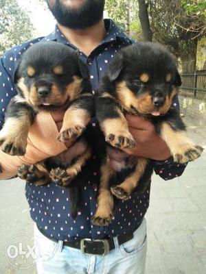 Rottweiler Female Puppies For Sell