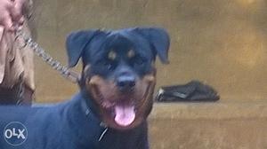 Rottweiler for sale one year old male