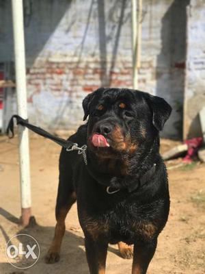 Rottweiler male available for matting only not