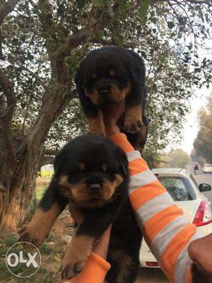 Rottweiler pulpy sell in nd lennel
