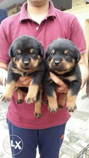 Rottweiler puppies available 50 days old pups