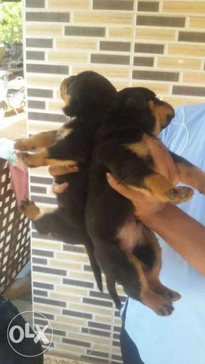 Rottweiler puppies available only for genuine