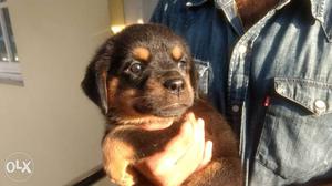 Rottweiler puppies for sale with K.C.I certificate