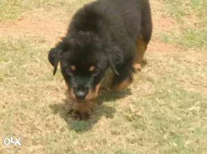 Rottweiler puppies male and female for sale