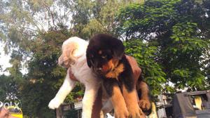 Rottweiler puppies with kci papers