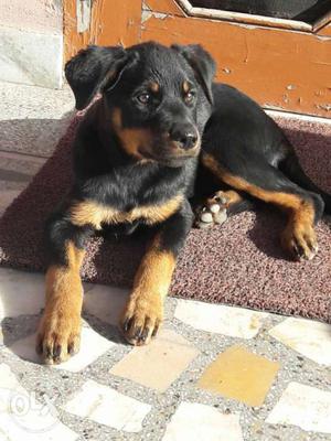 Rottweiler puppy 2 months old very friendly and