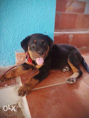 Rottweiler puppy # female 3 months old # selling