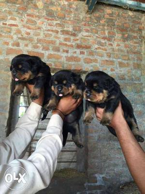 Rottwiller puppy avilable show qulty cal 