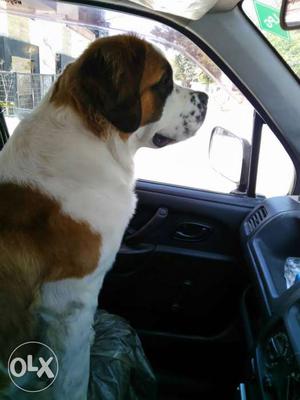 Saint Bernard