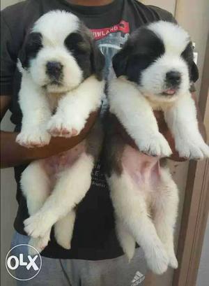 Saint Bernard puppy available male  female