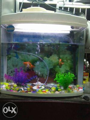 School Of Goldfish In White Frame Fish Tank