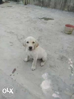 Sell or exchange with puppy. 3 months old lab male