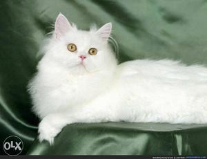 Semi punch white male Persian cat