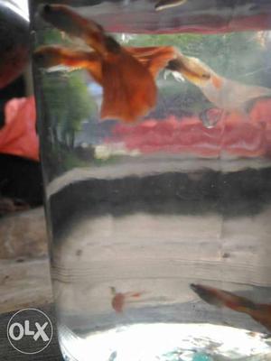 Seven color guppy fish for sale. 15 RS for 2